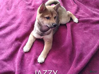 Shiba Inu dogs Shiba Inu Puppy 1 - Ad 36