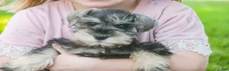 Miniature Schnauzer dogs for sale: Nancy Lynn - Ad 7
