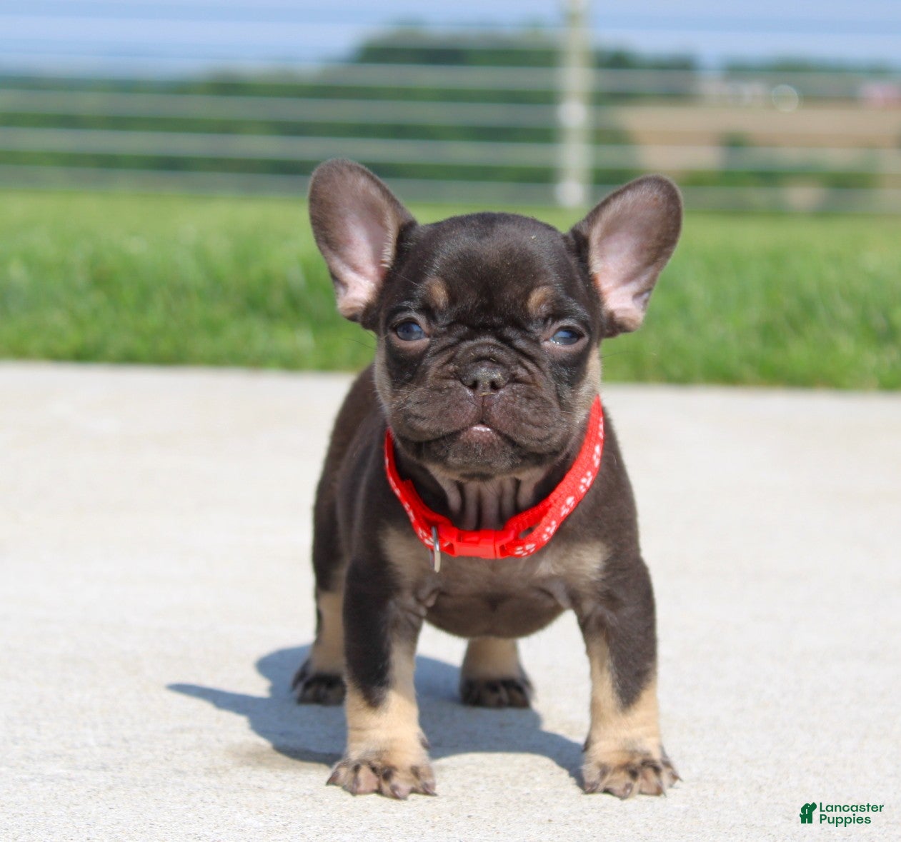 French Bulldog dogs Hershy - Ad 1