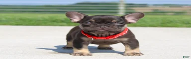 Hershy