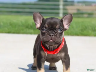 French Bulldog dogs for sale: Hershy - Ad 1