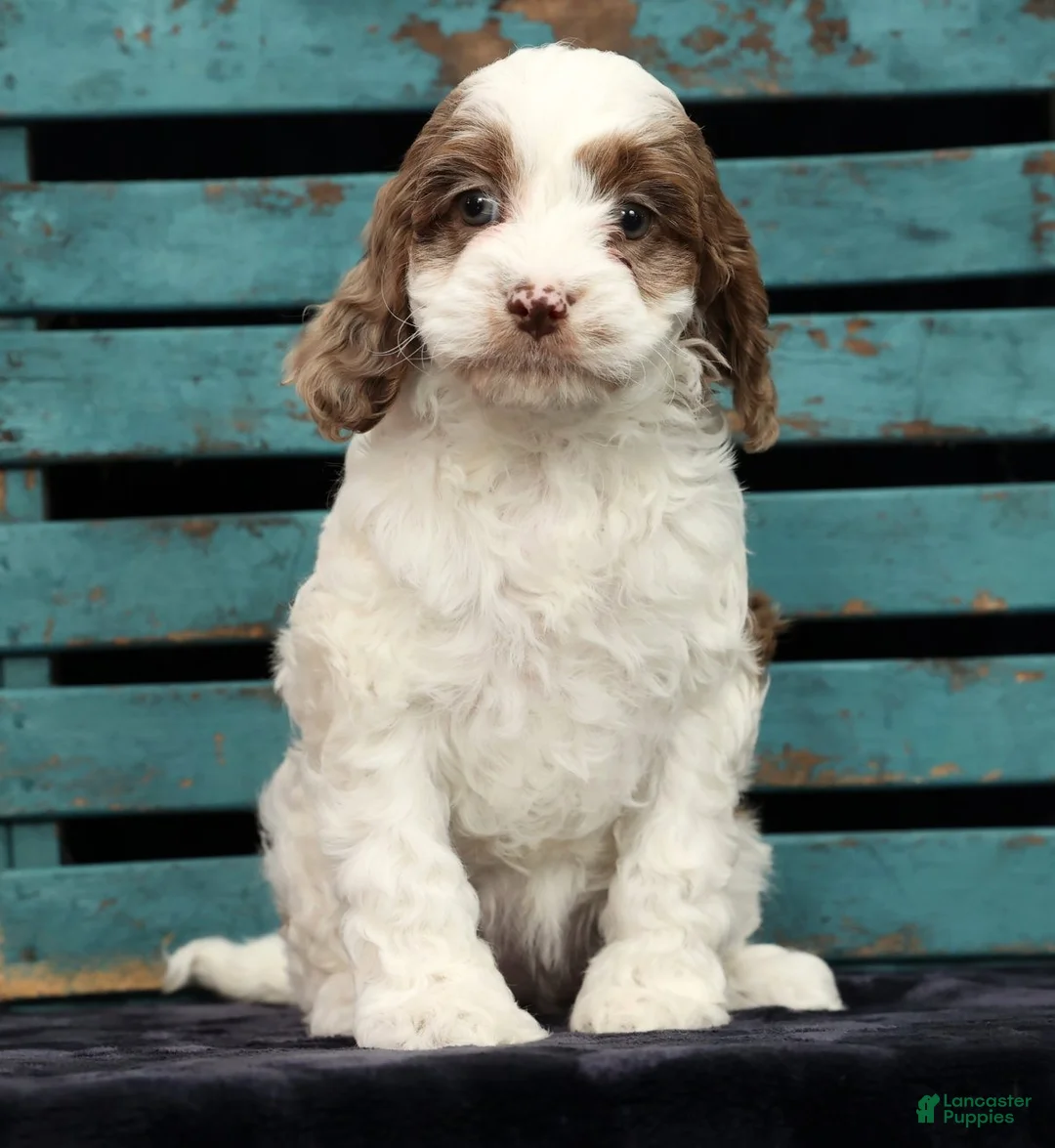 Cavapoo dogs for sale: Serena - Ad 3
