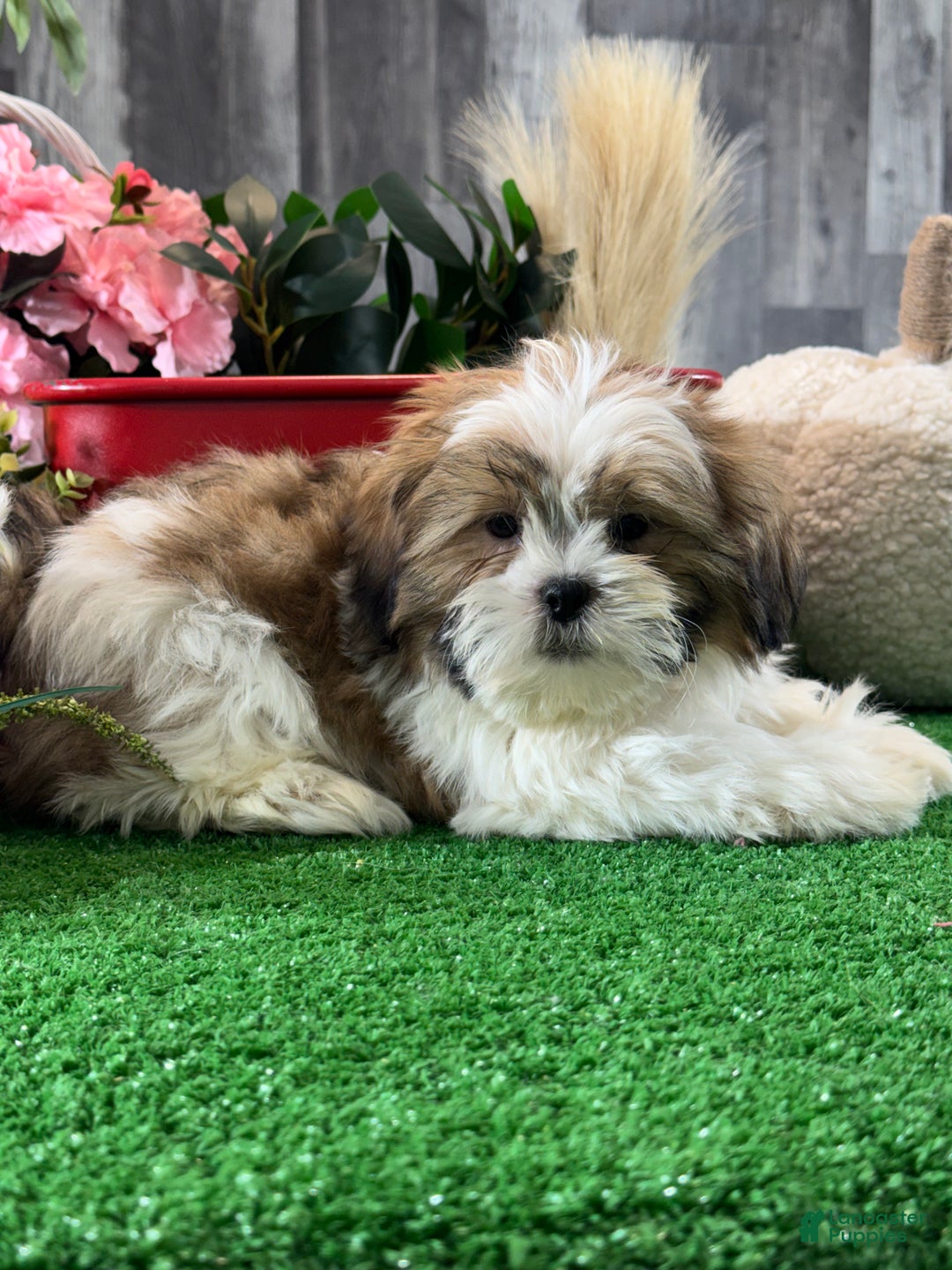 Shih Tzu dogs for sale: Skipper - Ad 3