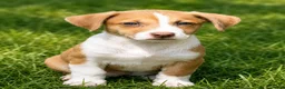 Mixed Breed dogs for sale: Rolly - Ad 1