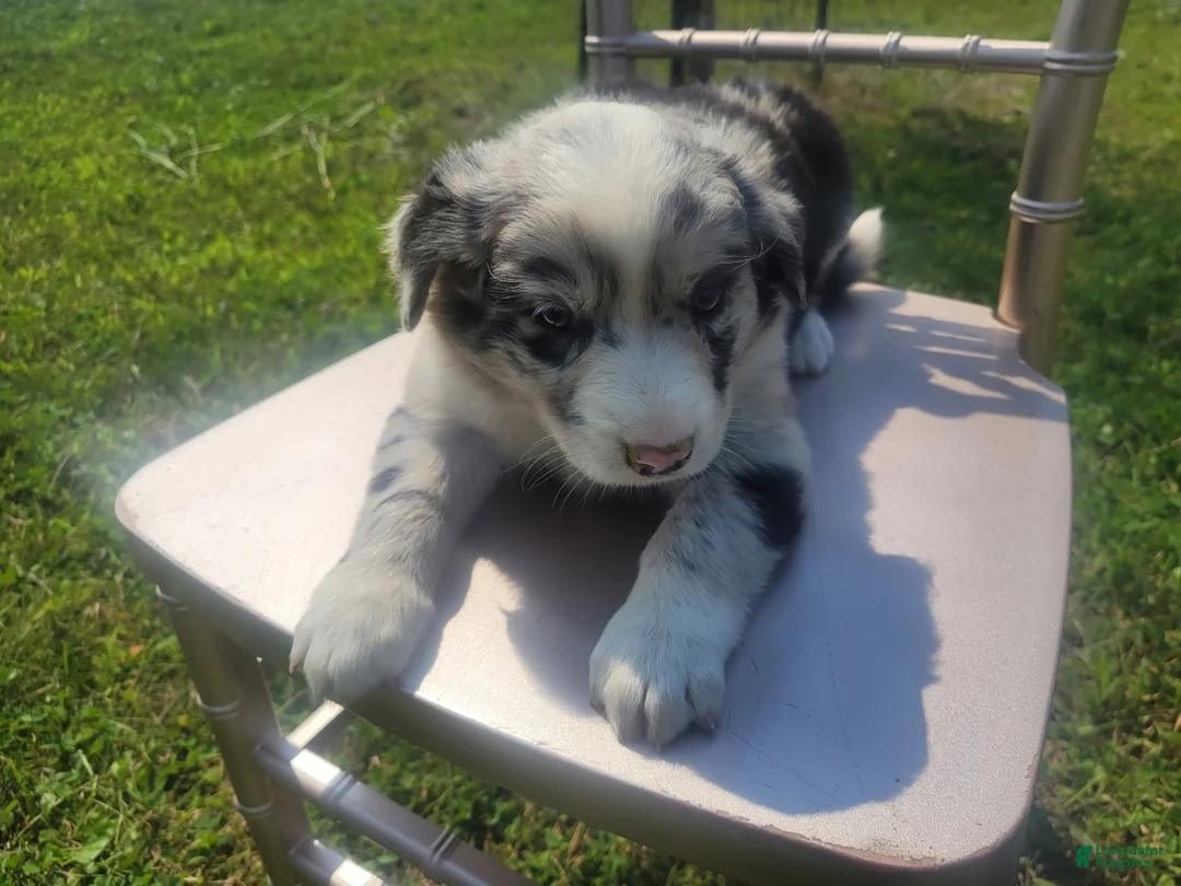 Mixed Breed dogs for sale: Kim  - Ad 1