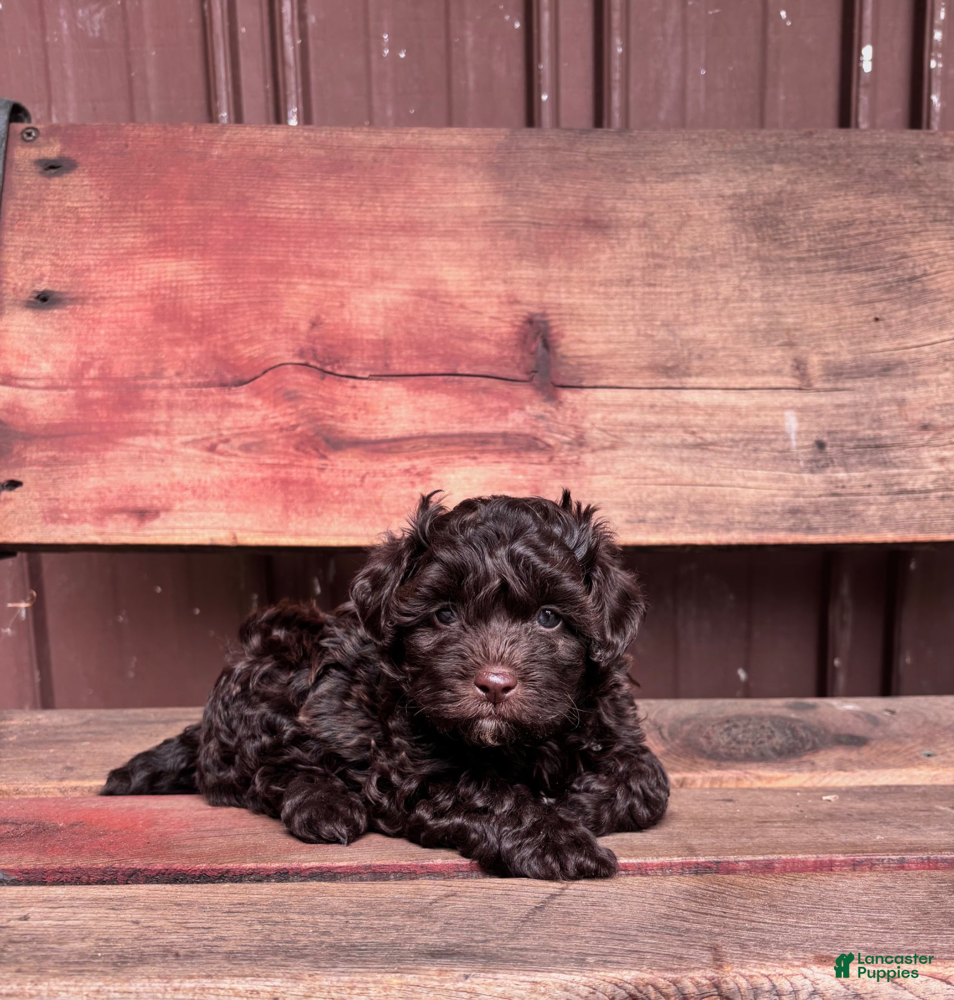 Shihpoo dogs for sale: Shihpoo Puppy 1 - Ad 10