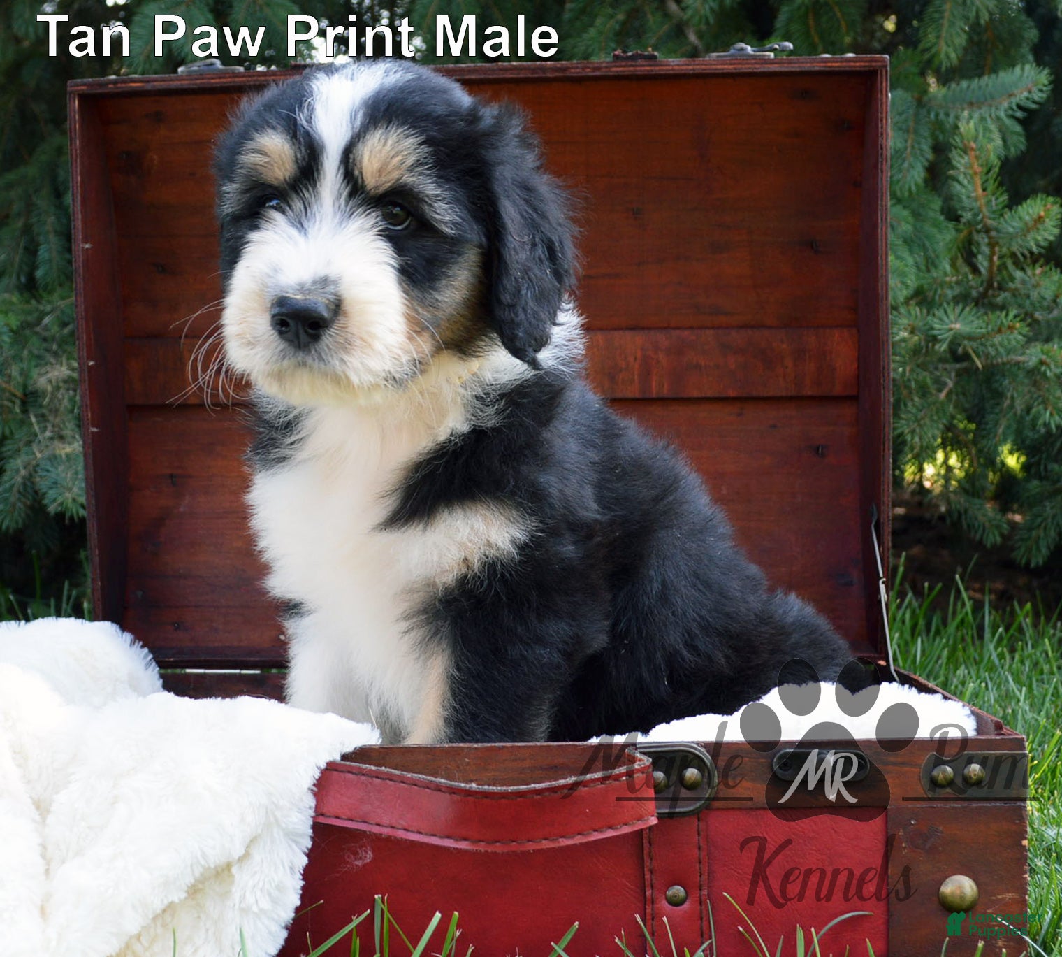 Aussiedoodle dogs Sammy's Tan Paw Print Male - Ad 1