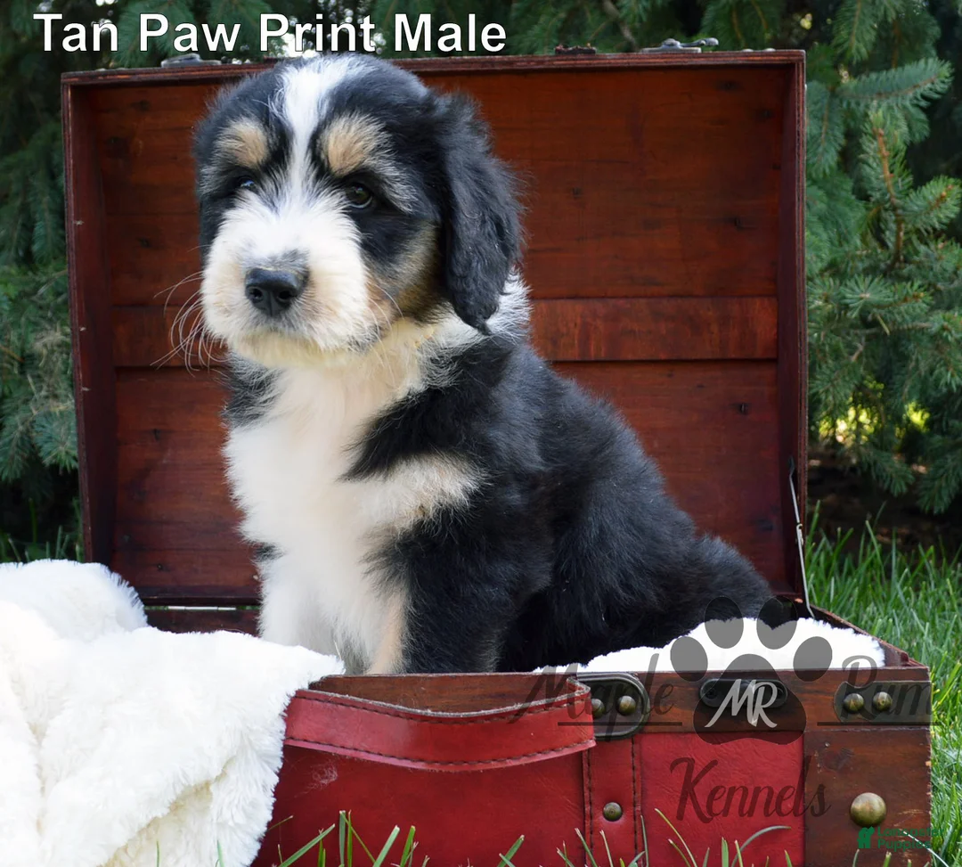 Aussiedoodle dogs for sale: Sammy's Tan Paw Print Male - Ad 1