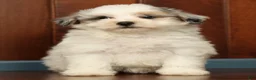 Pomapoo dogs for sale: Paisley - Ad 6