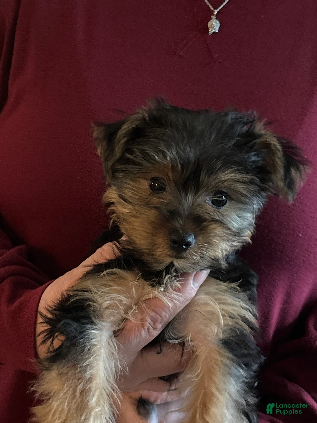 Yorkshire Terrier dogs for sale: Yorkshire Terrier blue - Ad 1