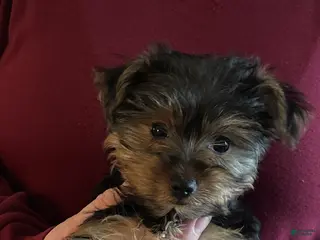 Yorkshire Terrier dogs for sale: Yorkshire Terrier blue - Ad 4