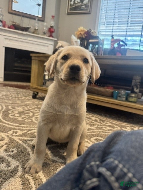 Labrador Retriever dogs Purple Collar Female - Ad 30