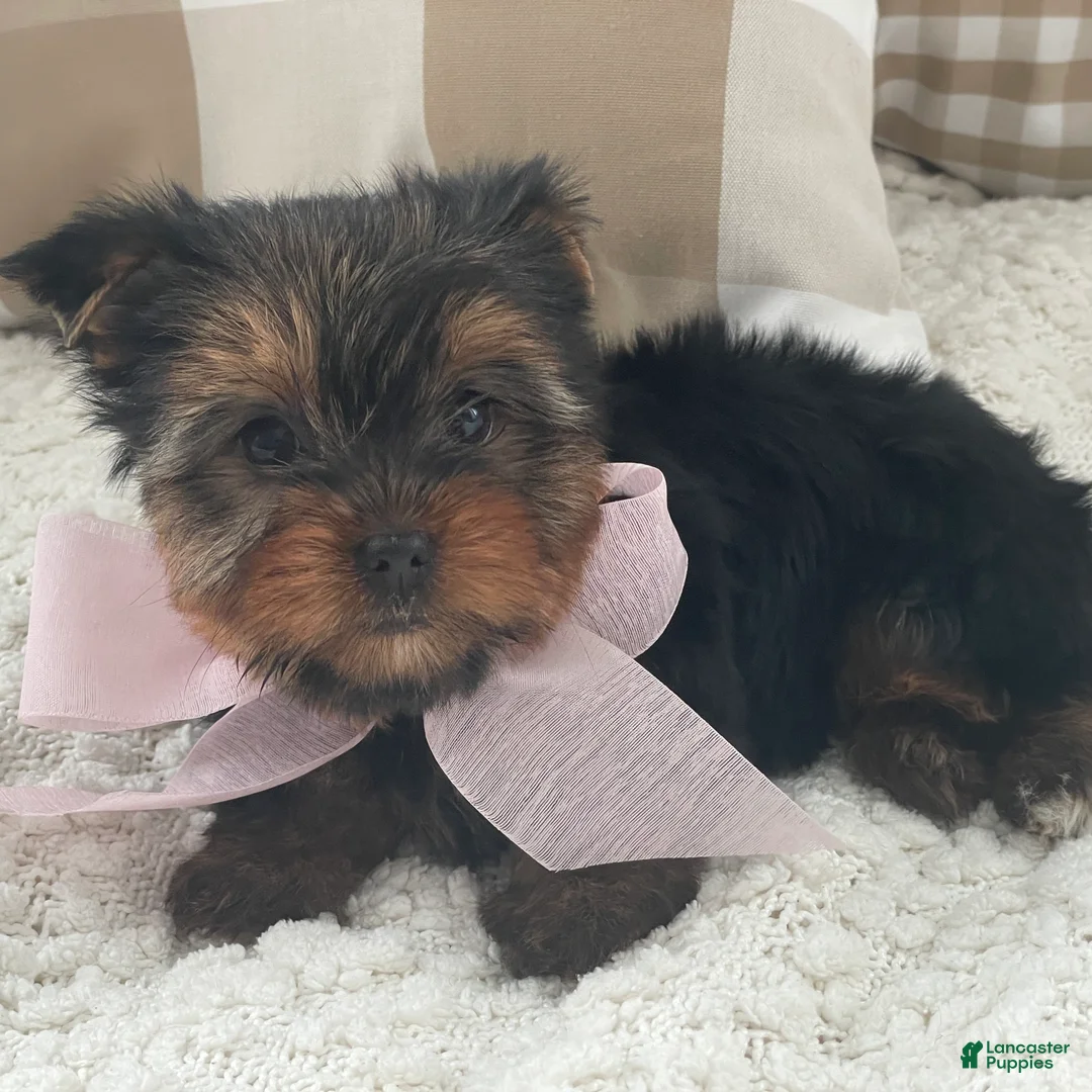 Yorkshire Terrier dogs for sale: Freya - Ad 6