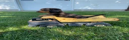 Miniature Dachshund dogs for sale: Chuck - Ad 2
