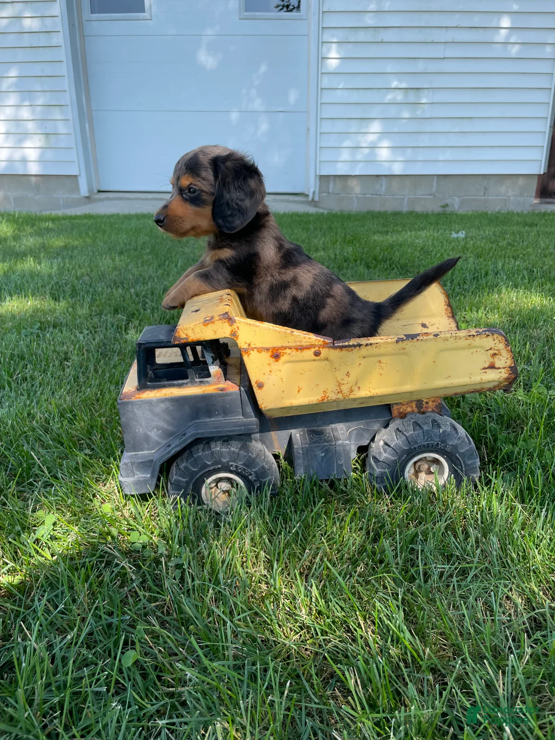 Miniature Dachshund dogs for sale: Chuck - Ad 2