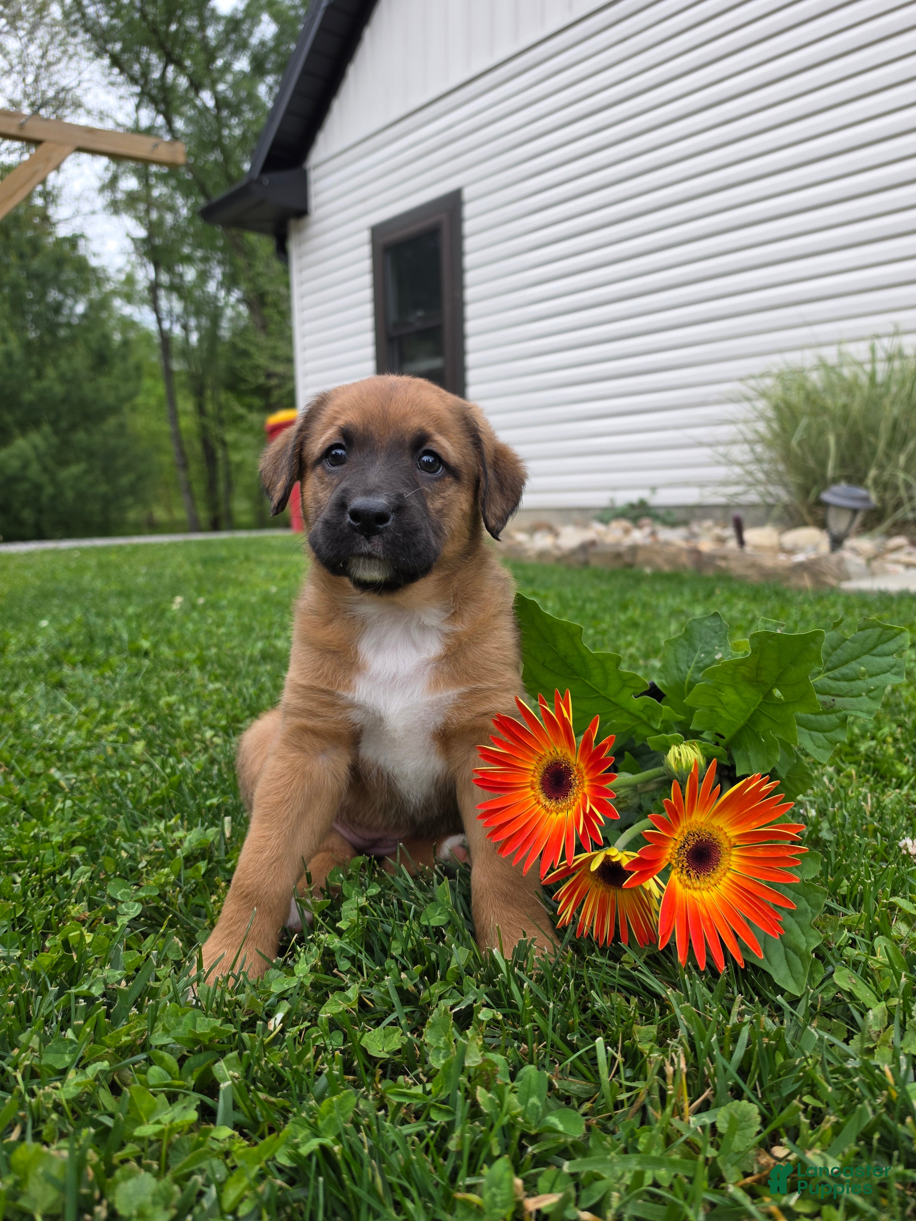 Mixed Breed dogs for sale: Mia - Ad 3