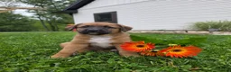 Mixed Breed dogs for sale: Mia - Ad 1