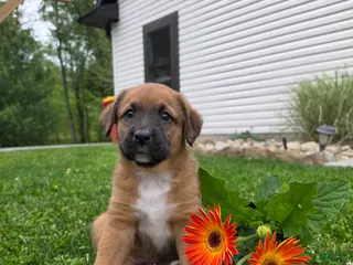 Mixed Breed dogs for sale: Mia - Ad 3