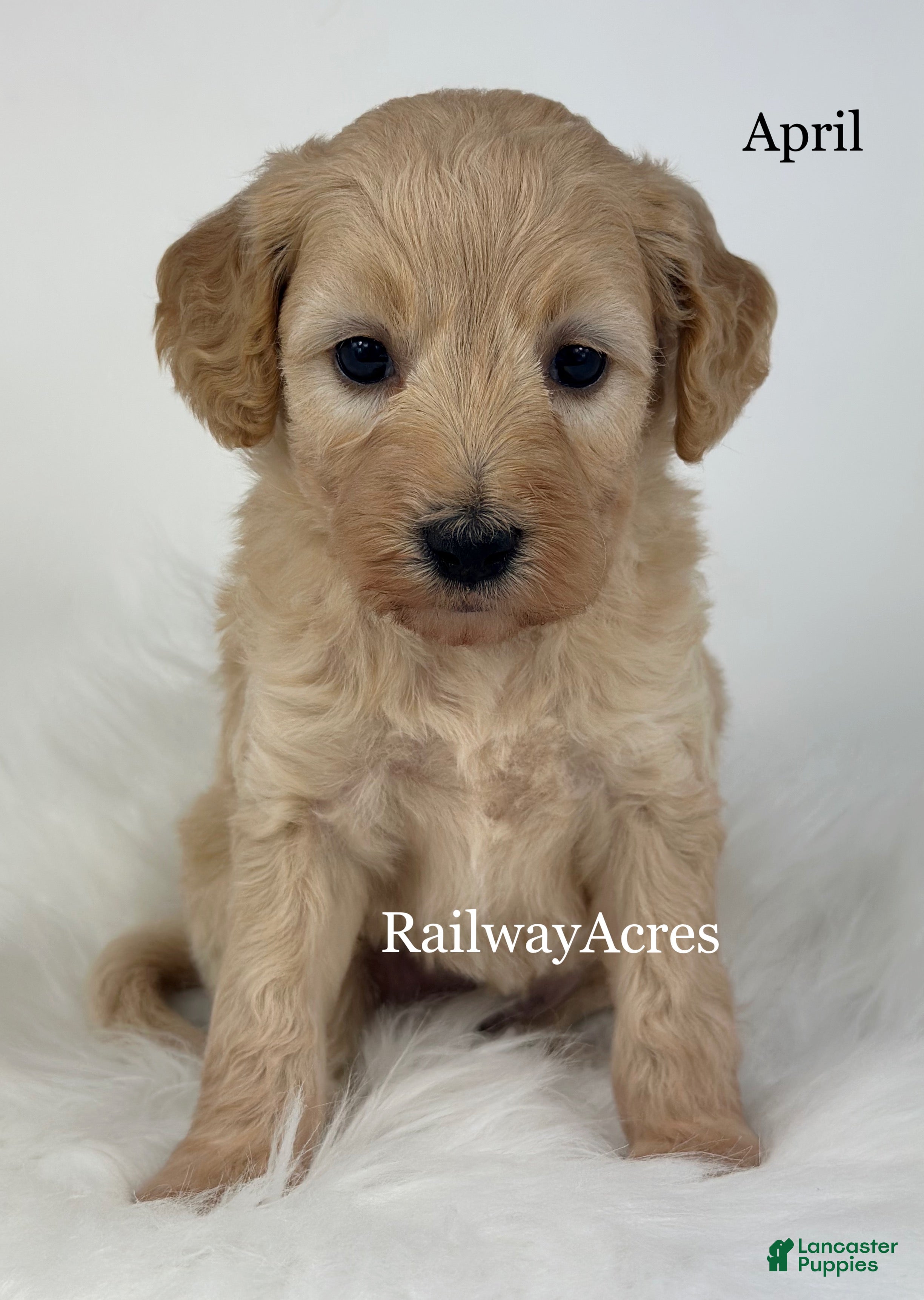 Goldendoodle dogs April - Ad 39