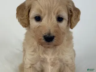 Goldendoodle dogs April - Ad 39