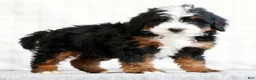 Mini Bernedoodle dogs for sale: Jib - Ad 4