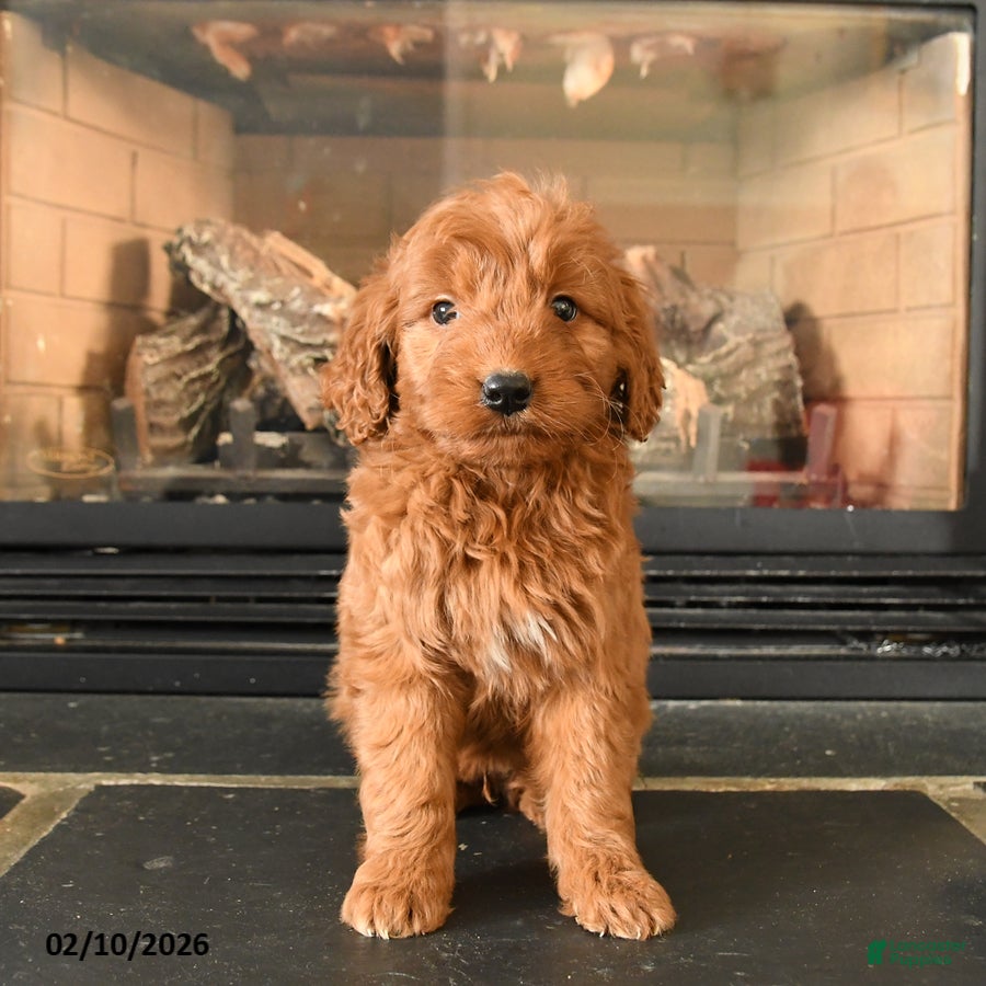 Mini Goldendoodle dogs Robin - Ad 2