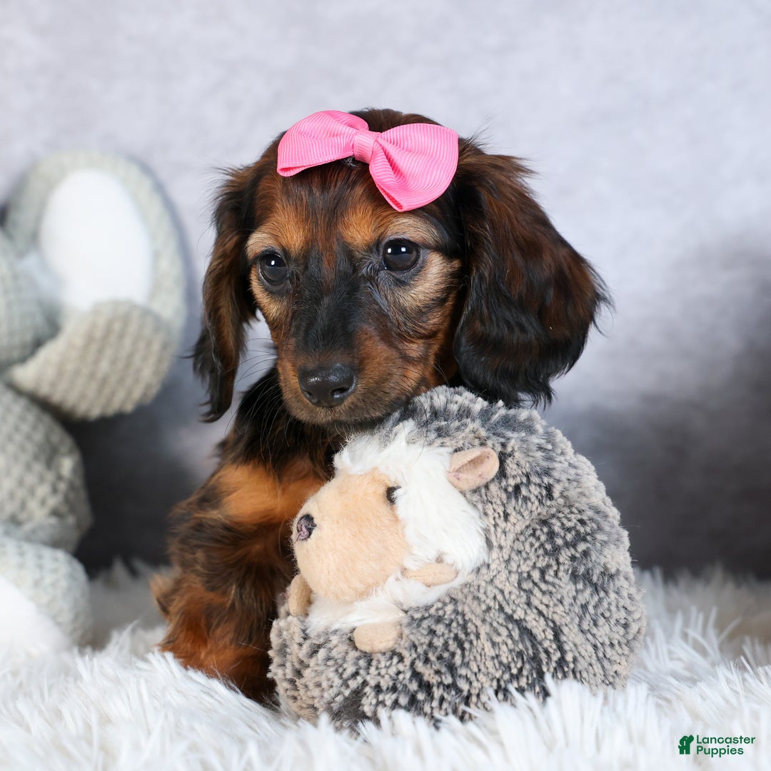 Miniature Dachshund dogs for sale: Fiona - Ad 12