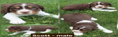 Scott