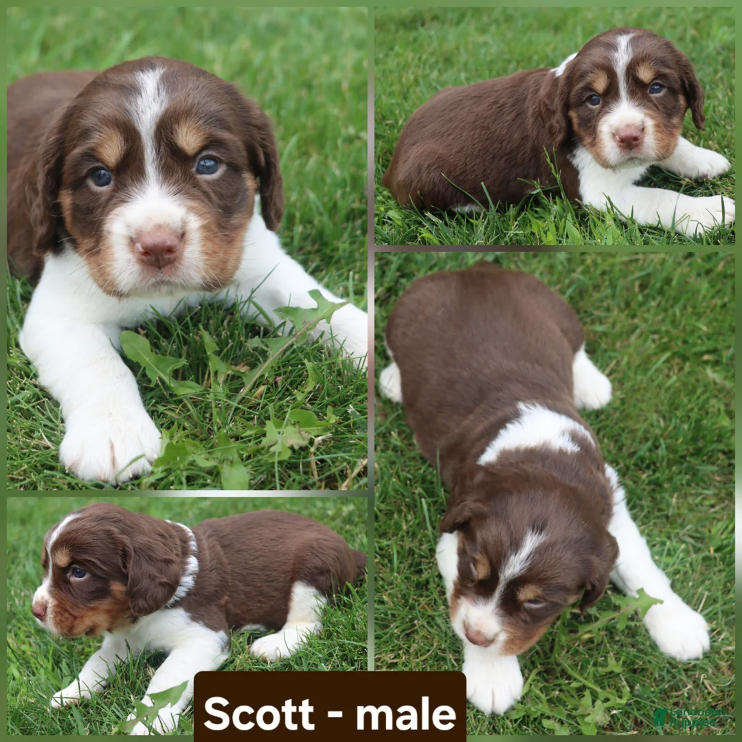 English Springer Spaniel dogs for sale: Scott - Ad 1