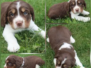English Springer Spaniel dogs Scott - Ad 25