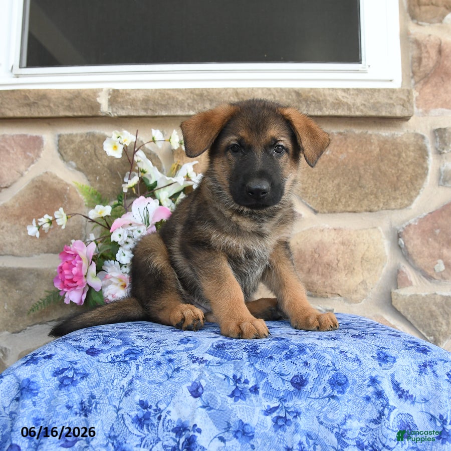 German Shepherd dogs Saber - Ad 2