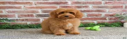 Cavapoo dogs for sale: Carson - Ad 4