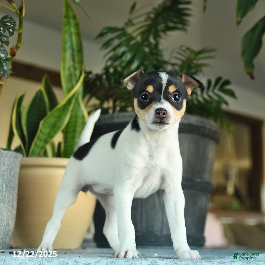 Toy Fox Terrier dogs for sale: Crystal  - Ad 2