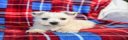 West Highland Terrier dogs for sale: Rufus - Ad 2