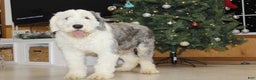 Old English Sheepdog dogs for sale: AKC Misty - Ad 4