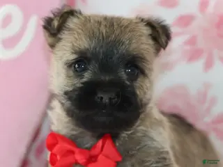 Cairn Terrier dogs Charger - Ad 10