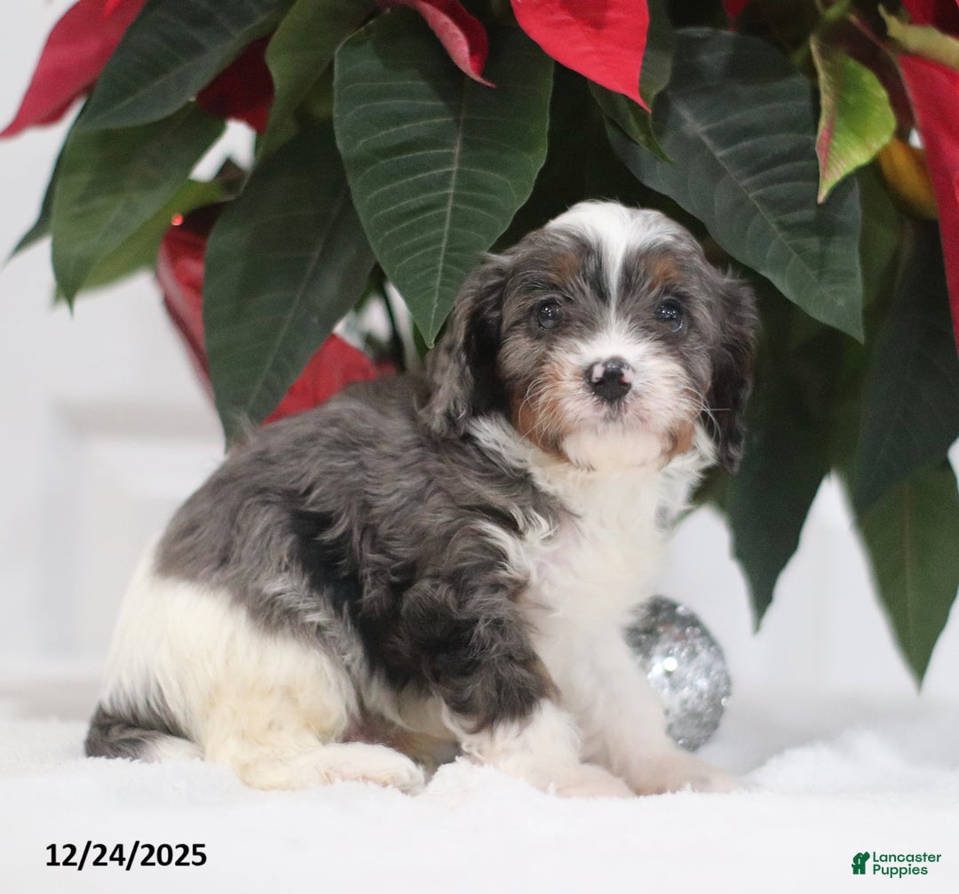 Cavapoo dogs for sale: Parker - Ad 4