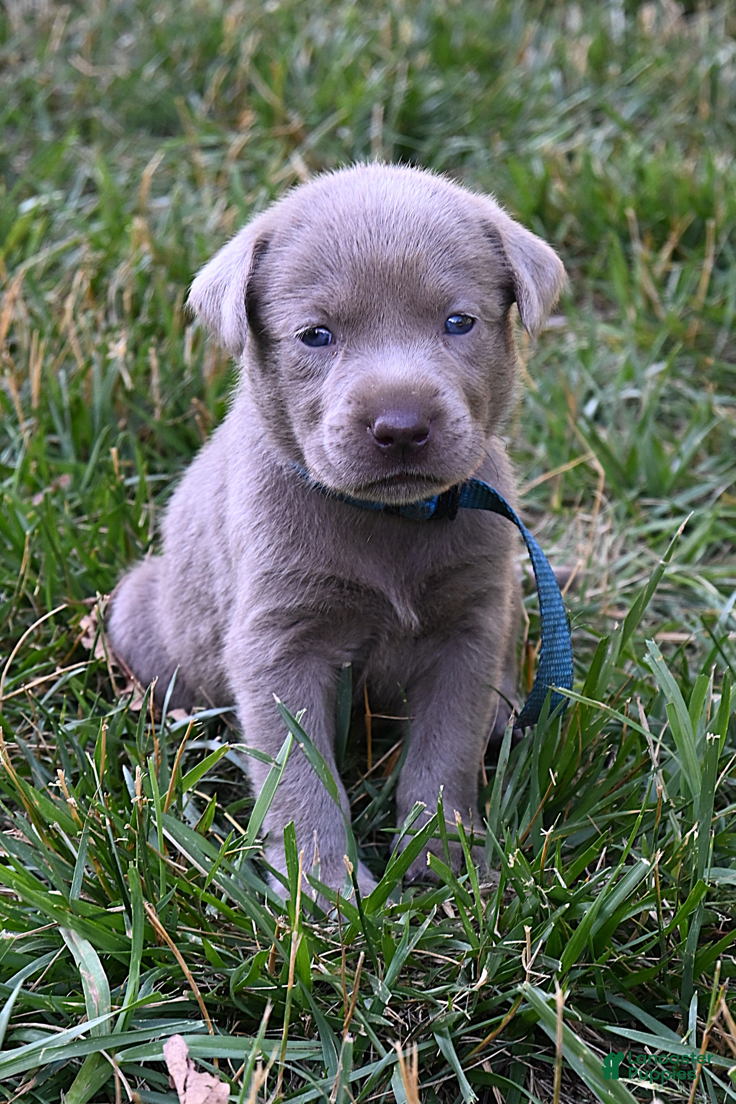 Labrador Retriever dogs Blue Collar (Silver) - Ad 1