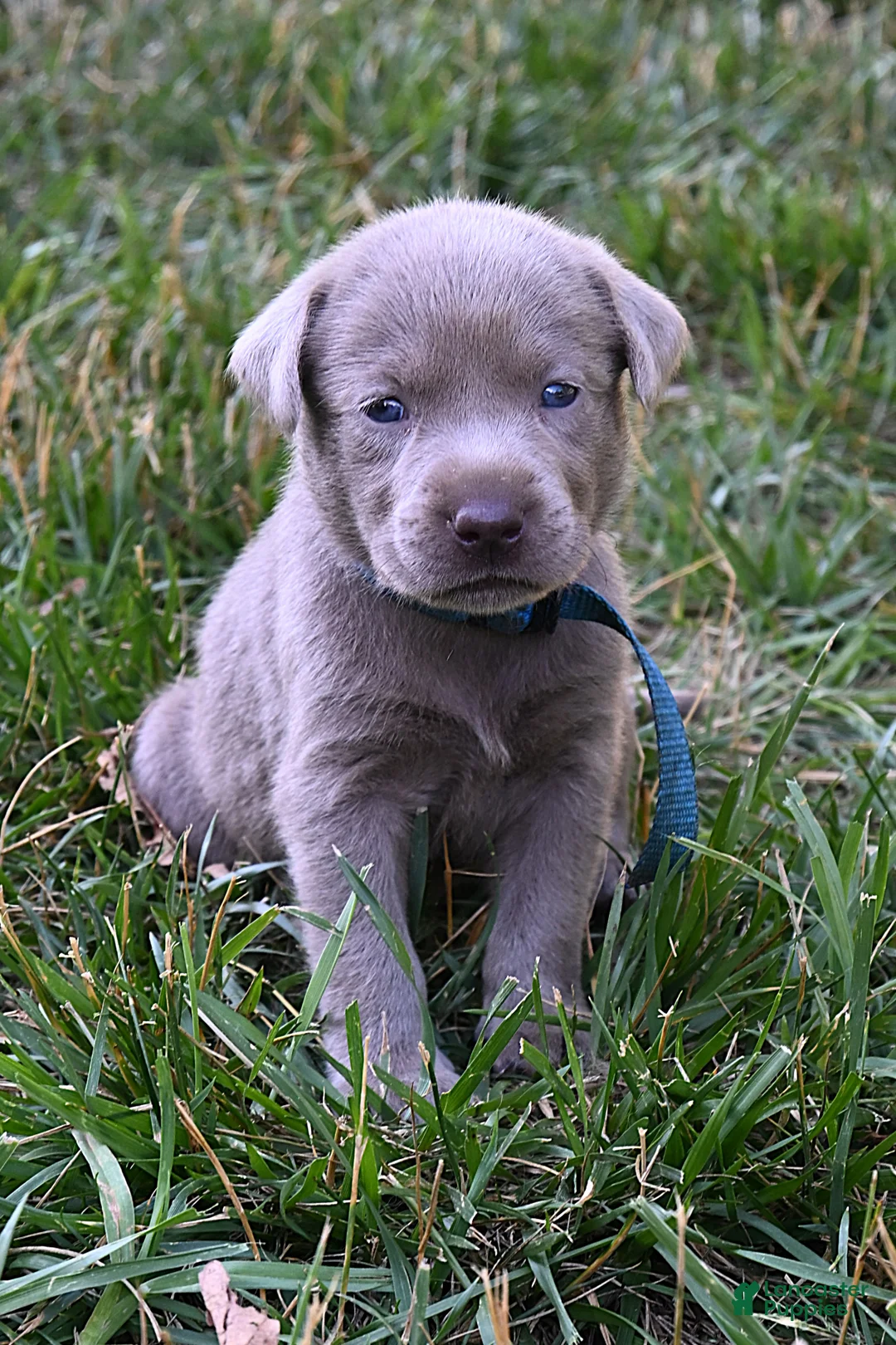 Labrador Retriever dogs for sale: Blue Collar (Silver) - Ad 1