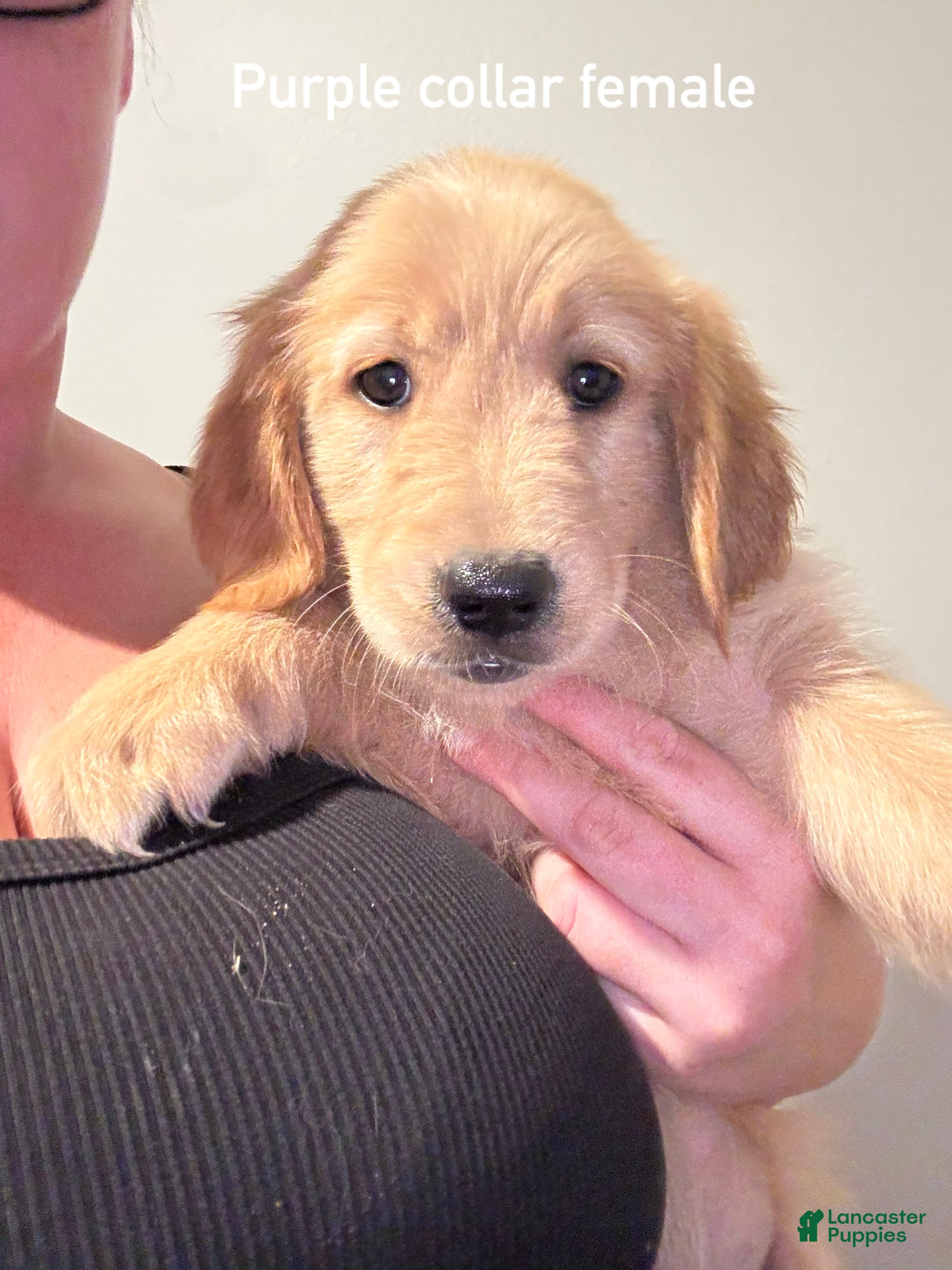 Golden Retriever dogs Purple collar Golden Retriever 7 - Ad 41