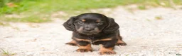 Miniature Dachshund dogs for sale: Adalyn Miniature Dachshund  - Ad 1