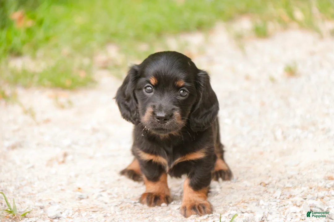 Miniature Dachshund dogs for sale: Adalyn Miniature Dachshund  - Ad 1