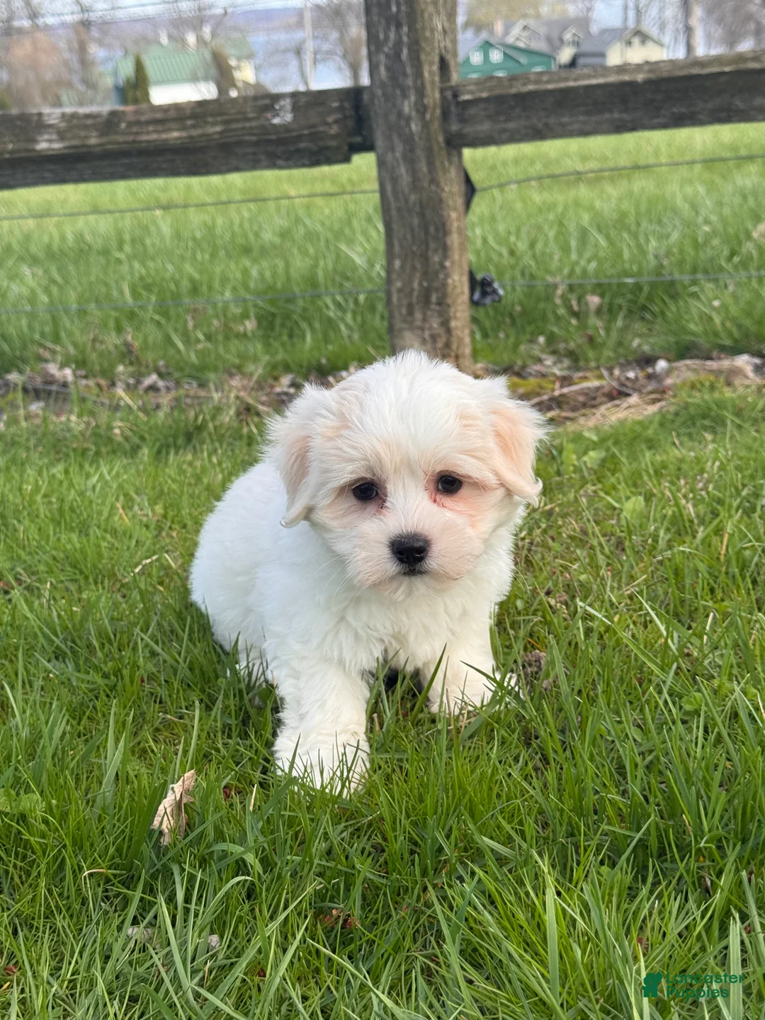 Mixed Breed dogs for sale: Haley - Ad 2