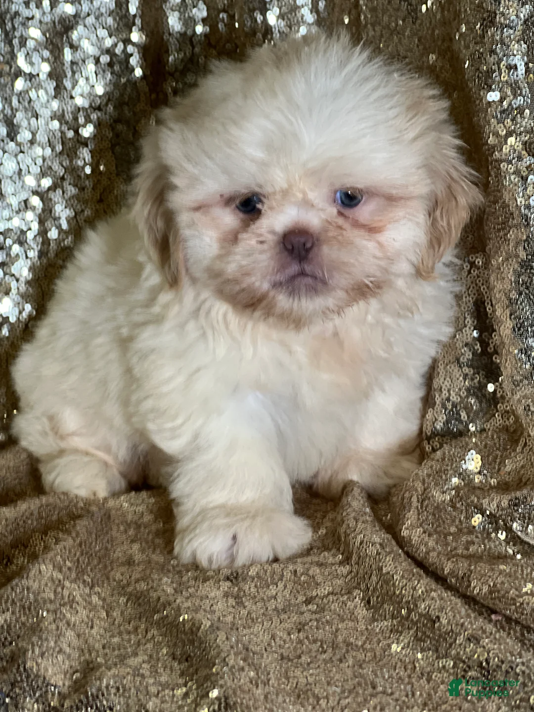 Shih Tzu dogs for sale: Cotton - Ad 2