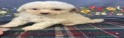 Toy Poodle dogs for sale: Nugget - Ad 4