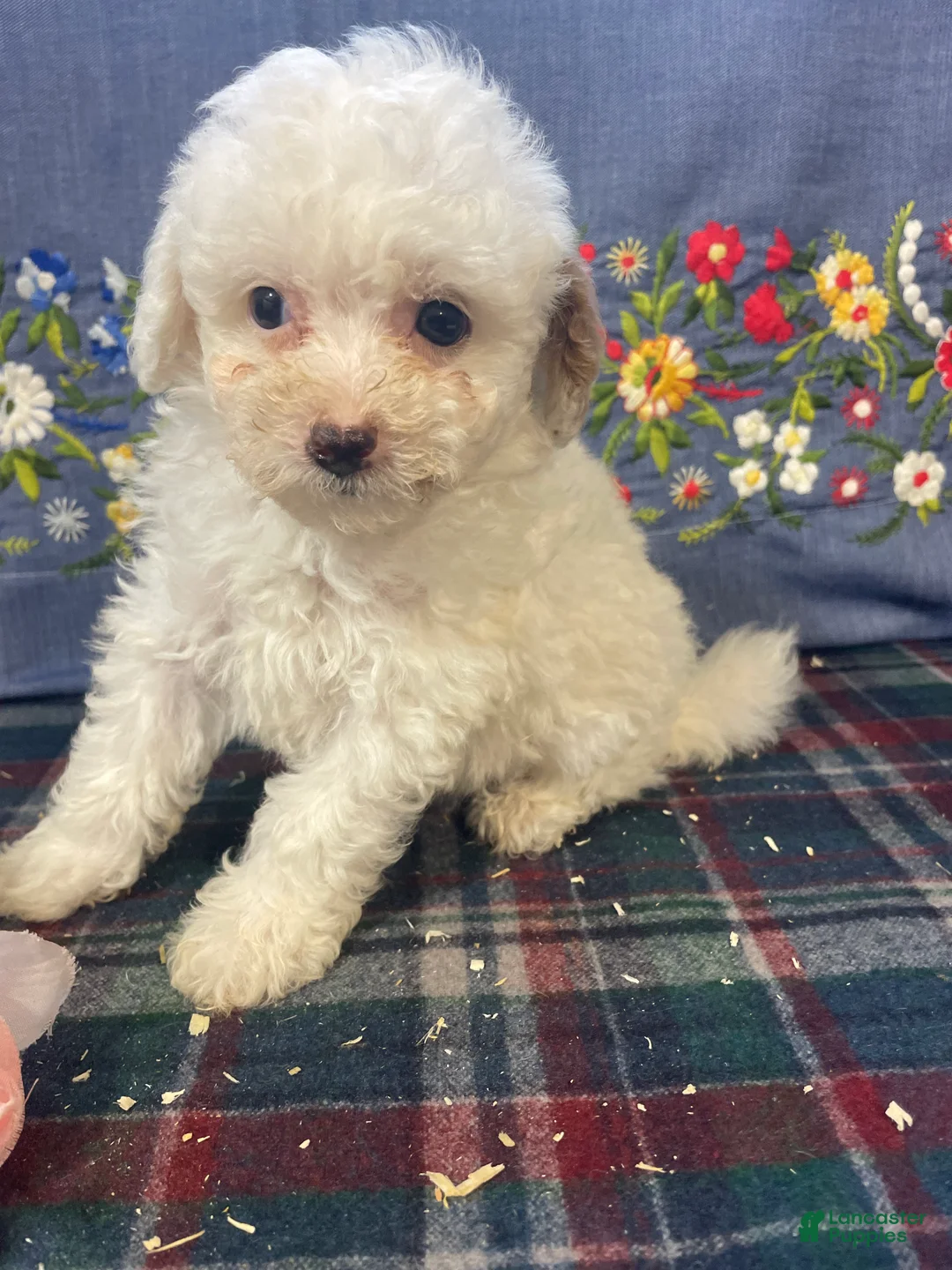 Toy Poodle dogs for sale: Nugget - Ad 4