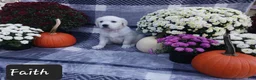 Golden Retriever dogs for sale: Faith  - Ad 3