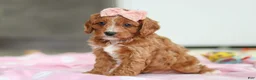 Cavapoo dogs for sale: Charlotte - Ad 5
