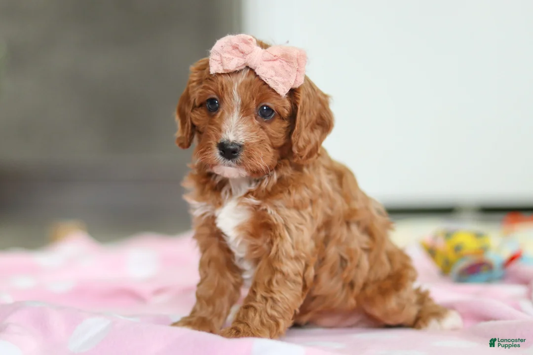 Cavapoo dogs for sale: Charlotte - Ad 5