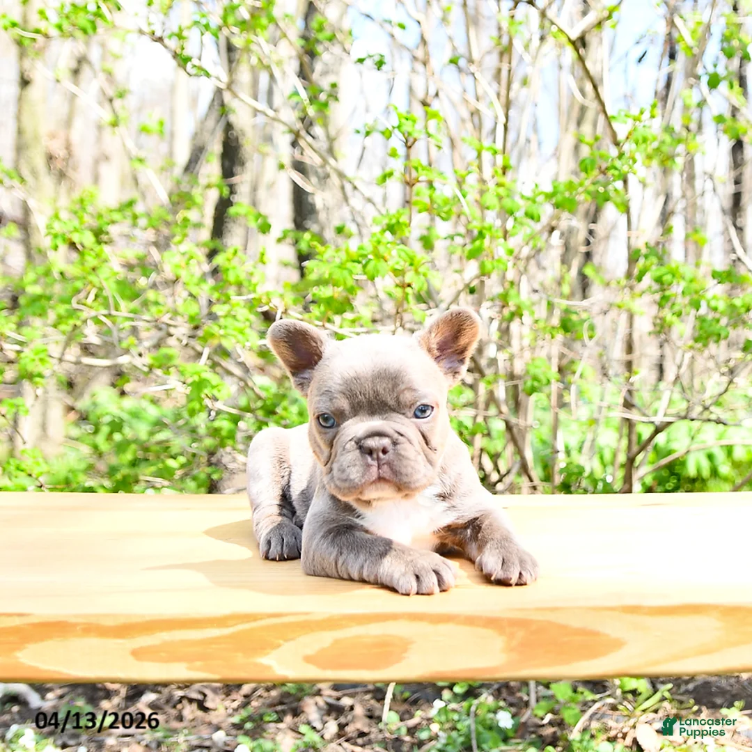 French Bulldog dogs for sale: Bailey - Ad 1